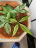 花知态发财树盆栽室内客厅桌面绿植小盆景大发财树苗招财树吸甲醛植物 自吸发财树 含盆 实拍图