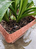 爱丽思（IRIS）花盆方形浮雕iris树脂花盆阳台种花种菜两用塑料深型花盆爱丽丝 340陶茶色【约19L】 实拍图