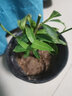 萌肉居浓香型绿植盆栽花树苗花卉植物夜来香原盆土+备用盆源头直发 实拍图