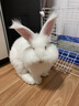 暮秋小主血统宠物兔垂耳兔活体大型安哥拉长毛迷你侏儒猫猫兔活物已做疫苗 网红大型安哥拉纯白幼兔 实拍图