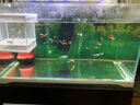 疯狂水草孔雀鱼活体水族宠物观赏鱼冷水耐活小型热带鱼淡水鱼苗 【组合装孔雀鱼50条】随机发出 实拍图