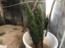 淘舞 塔柏树苗四季青墓地扫墓松树苗松柏侧柏桧柏柏树宝塔松苗 蜀桧1.5-1.6米高 实拍图