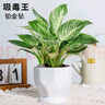 绿荫巷子大叶绿公主金钻植物办公室内客厅花卉吸甲醛好养易活绿植盆栽 【钻形陶瓷】铂金钻  大号30cm 实拍图
