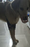 养只宠物（YOUNGER PET）狗狗嘴套防咬防叫防乱吃口罩小型犬宠物嘴罩泰迪用品大型狗套狗罩 尼龙绑带狗嘴套 5号（嘴围28cm以内35-55斤） 实拍图