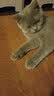 日式宠物狗狗猫斜口防滑陶瓷食盆架法斗碗狗碗食盆大号大型犬用品 L-黑色碗粉垫餐桌套装 实拍图