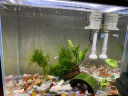 森森（SUNSUN）鱼缸超白玻璃金鱼缸客厅桌面家用水族箱带鱼缸灯增氧水泵 38cm长智能高档鱼缸 内置棉和滤材 实拍图