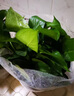 九千谷绿萝盆栽除甲醛绿植花卉鲜活植物盆景陶色绿叶盆12盆源头直发 实拍图