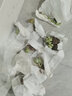 若绿 多肉植物 室内盆栽绿植花卉组合办公室多肉植物 秋丽 实拍图