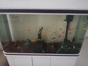 逸乐宠 紫柚木鱼缸造景沉木天然枯木头水族草缸懒人装饰型莫斯树桩根 小号沉木15-20cm(形状随机) 实拍图