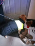 SLPC狗狗衣服中小型犬柯基泰迪保暖冬装博美小狗棉服马甲金毛大狗衣服 绿 4XL建议25到40斤 实拍图
