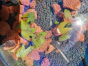 尼特利（NETLEA）水草泥鱼缸草缸造景陶粒砂黑棕土种植土亚马逊净水营养土 通用型3L自然粒 实拍图