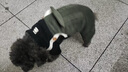 憨憨宠宠物狗狗衣服小狗衣服中小型犬秋泰迪衣服冬季加厚衣服四脚棉衣 好朋友灯芯绒背带裤 XL号建议体重14-18斤 实拍图