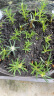 幸悦营养土养花土种菜绿萝多肉肥料通用型盆栽花卉有机种植土壤 10斤土 晒单实拍图