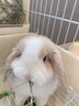 暮秋小主血统宠物兔垂耳兔活体大型安哥拉长毛迷你侏儒猫猫兔活物已做疫苗 单血统霜白垂耳兔（公母备注） 实拍图