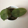 欧悟 蝴蝶兰花苗盆栽室内观花植物桌面阳台年宵花卉四季开花绿植花卉 紫点蝴蝶兰+透明原盆+原土 实拍图