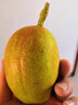锁季新疆库尔勒香梨现摘新鲜水果脆甜香妃全母梨孕妇水果春节礼盒送礼 净重8斤甄选中果 单果100-120g 实拍图
