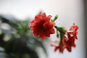 老蛙（LAOWA）老蛙100mm F2.8 2倍放大全画幅微距镜头 百微花卉昆虫口腔牙科人像E口 官方标配【含赠品】 佳能EF卡口自动光圈版 实拍图