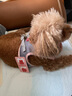 吉姆贝贝狗绳狗狗牵引绳小型犬背心式胸背带小狗遛狗链子幼犬宠物用品 [冰桃粉]+3m自动伸缩牵引绳 M-建议8-12斤 可调节胸背46-50cm 实拍图