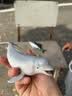 玛奇乐（MECHILE）仿真海洋生物玩具鲨鱼海豚海葵海星海马水母皮皮虾面包蟹动物模型 白鲸 实拍图