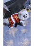 华元宠具（hoopet）小狗狗过年唐装喜庆衣服小型犬四脚泰迪比熊吉娃娃宠物秋冬季服装 双层加厚四脚唐装 L:参考体重7-10斤 实拍图