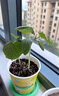 美乐棵潮玩种植杯樱桃番茄向日葵水果黄瓜儿童种植杯植物营养土 自强卜息-樱桃萝卜 实拍图