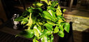 青源绿萝盆栽室内绿植花卉水培植物大叶绿箩 1盆360超大盆一盆顶六盆 带盆栽好 实拍图