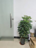 叹为观止大型独杆发财树庆典乔迁盆景绿植办公室盆栽客厅大型植物 鸭脚木1.2-1.4米 含盆 实拍图