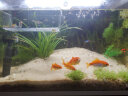 森森（SUNSUN）鱼缸灯led灯照明灯变色LED水族箱造景灯龙鱼灯潜水灯 【9W光之白】45cm长 适合60-70缸 实拍图