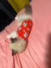 久久宠 猫衣服加绒秋冬装宠物保暖英短美短衣服新年喜庆猫咪两脚背心 招财猫-XS-约1~2斤幼猫-修身版型 实拍图