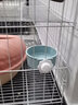 憨憨宠 猫咪自动喂食器挂碗悬挂饮水器猫碗狗碗小型犬粮投食器宠物用品 悬挂喂水器+粮食碗【带零食碗】 实拍图