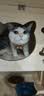 喔喔（WOWO）猫粮 猫主食冻干三鲜全价猫粮无谷猫粮成猫粮幼猫粮通用冻干猫粮 经典鳕鱼虾味 3KG 实拍图