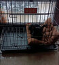 宠乐乖（CHONGLEGUAI）狗宠猫宠狗笼子中小型犬幼犬加粗加密折叠便携猫免子笼具600JC 实拍图