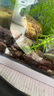 FISH BABY鱼缸过滤材料十五合一净水龟缸套装细菌环活性炭玻璃火山珊瑚石 火山岩500克 实拍图