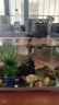 异景园鱼缸水族箱造景水榕沉木活体水草淡水无土植物后景真水草净水增氧 迷你石菖蒲 实拍图