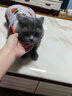阿莫尔小狗狗猫咪衣服夏季薄款泰迪比熊博美背心宠物小型幼犬透气防掉毛 胡萝卜（夏季） XL 建议9-12斤 背长37cm 实拍图