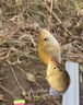 千峰剑（QIANFENGJIAN）海竿套装钓鱼竿装备全套一套超轻鱼竿海杆抛竿矶竿远投竿品牌渔具 2.1m 【3套】3轴200渔轮套装 实拍图