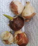 瑞蔬源郁金香种球花苗室内绿植5颗郁金香种球+1个随机色菜盆+1块椰砖 晒单实拍图