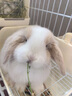 暮秋小主血统宠物兔垂耳兔活体大型安哥拉长毛迷你侏儒猫猫兔活物已做疫苗 单血统霜白垂耳兔（公母备注） 实拍图