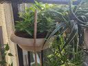 爱丽思（IRIS）壁挂花盆凸纹园艺可挂盆IRIS环保塑料花盆 360浅米色-5.5L  中等 实拍图