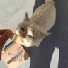 爪子心选（PETCHOICE）猫咪零食冻干宠物狗狗鸡胸肉多春鱼三文鱼干鸭肉牛肝蛋黄 鸡胸肉冻干50g（限时买1送1） 实拍图