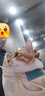 华元宠具（hoopet）猫包外出便携包双肩猫背包春秋宠物旅行携带猫袋子小猫猫咪胸前包 莫兰迪机能米 （街拍潮流） XL 10-15斤【建议背长35cm左右】 实拍图