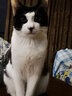 艾美康生鲜野鲭低温烘焙猫粮1.5KG全价无谷幼猫成猫粮鲜高蛋白通用主粮 烘焙猫粮1.5kg 实拍图