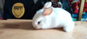 兔子活体公主小白黑猫猫幼兔侏儒 垂耳 兔子小宠活物 黄耳公主兔 1只 实拍图