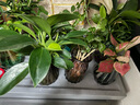 爱你一万年竹柏水培绿植驱蚊竹办公室内花卉绿植四季好养白掌水培红掌盆栽 含羞草【绿色可爱陶瓷盆】 实拍图
