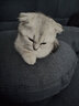 恩倍多猫咪驱虫药猫用体内外驱虫成猫幼猫体内除蛔虫线虫去跳蚤虱子 【内外同驱】体外驱虫3支+体内驱虫4片 实拍图