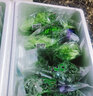 首诚高端蔬菜免洗采摘即食轻食沙拉西餐火锅鲜活首诚植物工厂采摘直发 宝玉来（10袋） 实拍图