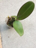欧悟 蝴蝶兰花苗盆栽室内观花植物桌面阳台年宵花卉四季开花绿植花卉 紫点蝴蝶兰+透明原盆+原土 实拍图