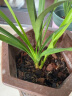 美乐棵 兰花型营养土6L/袋 家庭园艺种植基质土花土肥料 办公室阳台桌面盆栽种植土 实拍图