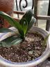 （带盆带土发货）君子兰花苗 圆头君子兰室内盆栽观花观叶植物 君子兰盆栽 盆景花卉绿植 白黄花君子兰 圆头和尚君子兰 2年苗4-6片叶 实拍图