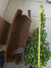 家中有果桌面花卉绿植盆栽 造型盆景 金枝玉叶  多肉植物盆景 白色塑料盆含金枝玉叶 不含盆 实拍图